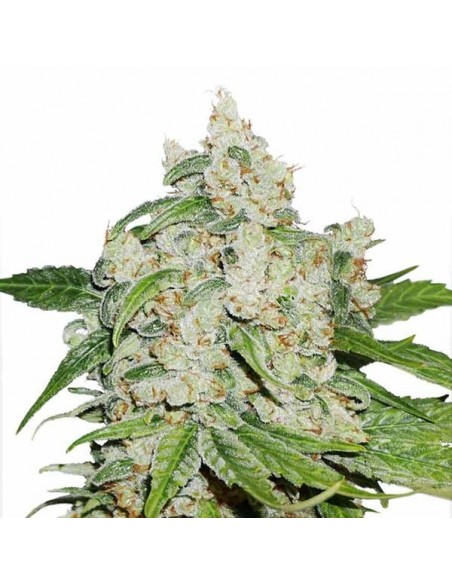 DUTCH PASSION - AUTO BROOKLYN SUNRISE - 3 SEMI