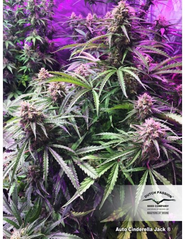 DUTCH PASSION - AUTO CINDERELLA JACK - 3 SEMI
