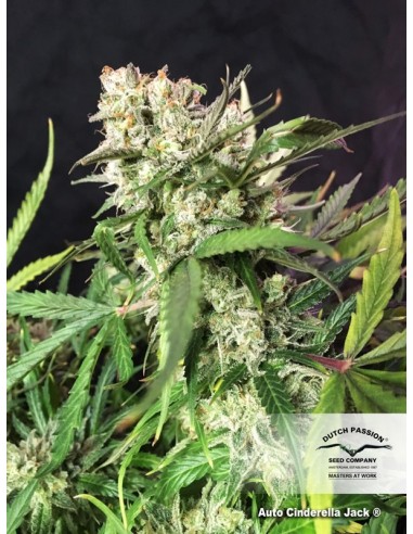 DUTCH PASSION - AUTO CINDERELLA JACK - 3 SEMI