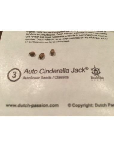 DUTCH PASSION - AUTO CINDERELLA JACK - 7 SEMI