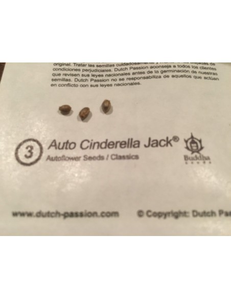 DUTCH PASSION - AUTO CINDERELLA JACK - 7 SEMI