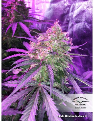 DUTCH PASSION - AUTO CINDERELLA JACK - 7 SEMI