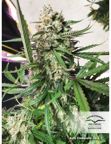 Dutch Passion - Cinderella Jack - 7 Semi Auto