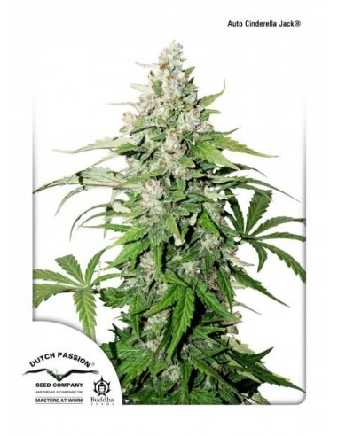 DUTCH PASSION - AUTO CINDERELLA JACK - 7 SEMI