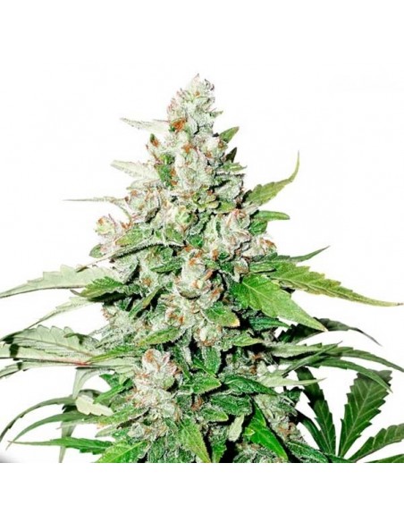 DUTCH PASSION - AUTO CINDERELLA JACK - 7 SEMI