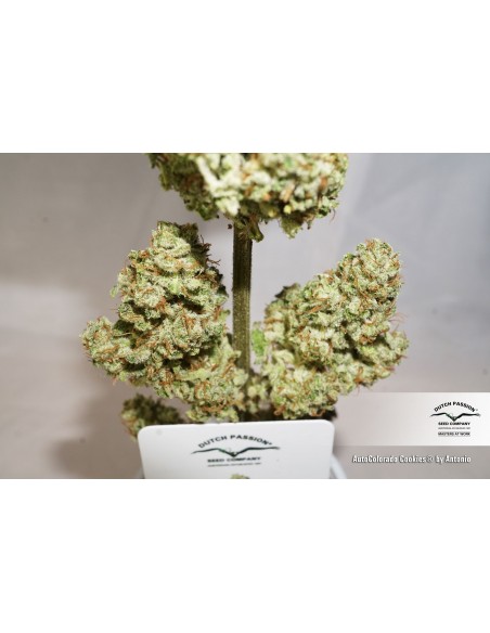 DUTCH PASSION - AUTO COLORADO COOKIES - 3 SEMI