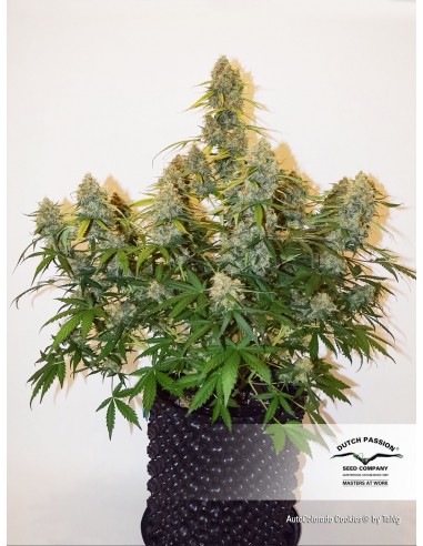 DUTCH PASSION - AUTO COLORADO COOKIES - 3 SEMI