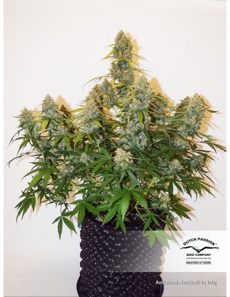 DUTCH PASSION - AUTO COLORADO COOKIES - 3 SEMI