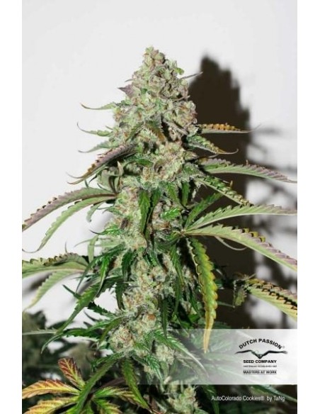 DUTCH PASSION - AUTO COLORADO COOKIES - 3 SEMI