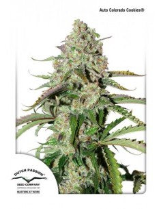 Dutch Passion - Colorado Cookies - 3 Semi Auto