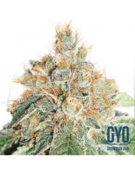 DUTCH PASSION - AUTO COLORADO COOKIES - 3 SEMI