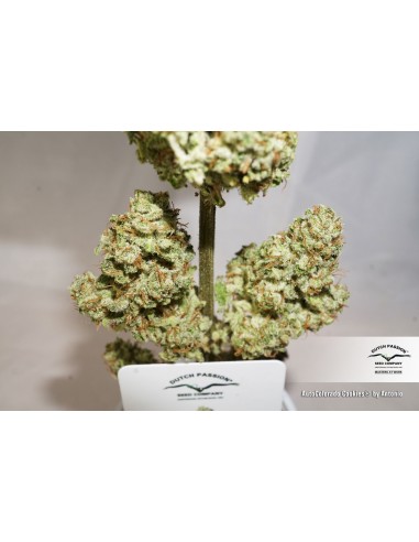 DUTCH PASSION - AUTO COLORADO COOKIES - 7 SEMI