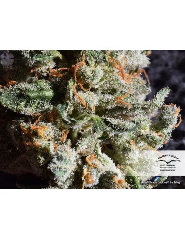 DUTCH PASSION - AUTO COLORADO COOKIES - 7 SEMI