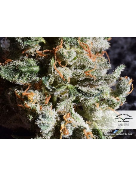 DUTCH PASSION - AUTO COLORADO COOKIES - 7 SEMI