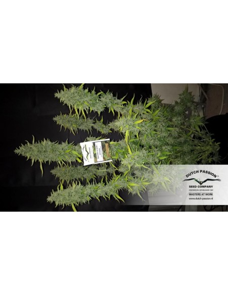 DUTCH PASSION - AUTO COLORADO COOKIES - 7 SEMI