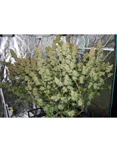 DUTCH PASSION - AUTO GLUEBERRY OG - 3 SEMI DUTCH PASSION - AUTO GLUEBERRY OG - 3 SEMI