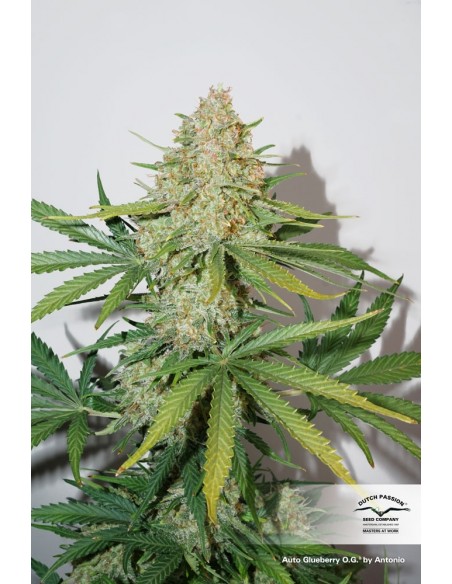 DUTCH PASSION - AUTO GLUEBERRY OG - 3 SEMI DUTCH PASSION - AUTO GLUEBERRY OG - 3 SEMI