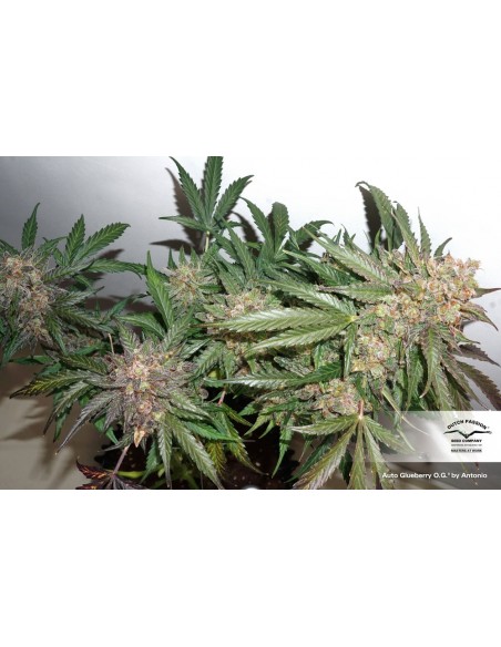 DUTCH PASSION - AUTO GLUEBERRY OG - 3 SEMI DUTCH PASSION - AUTO GLUEBERRY OG - 3 SEMI