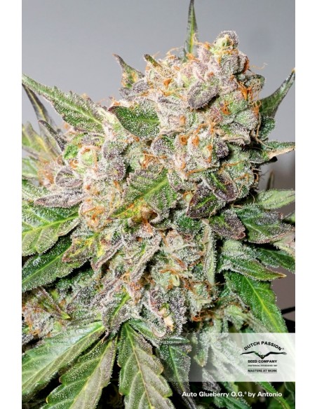 DUTCH PASSION - AUTO GLUEBERRY OG - 3 SEMI DUTCH PASSION - AUTO GLUEBERRY OG - 3 SEMI