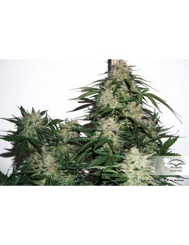 DUTCH PASSION - AUTO GLUEBERRY OG - 3 SEMI