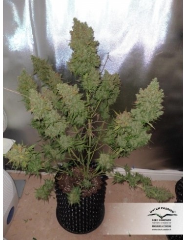 DUTCH PASSION - AUTO GLUEBERRY OG - 3 SEMI