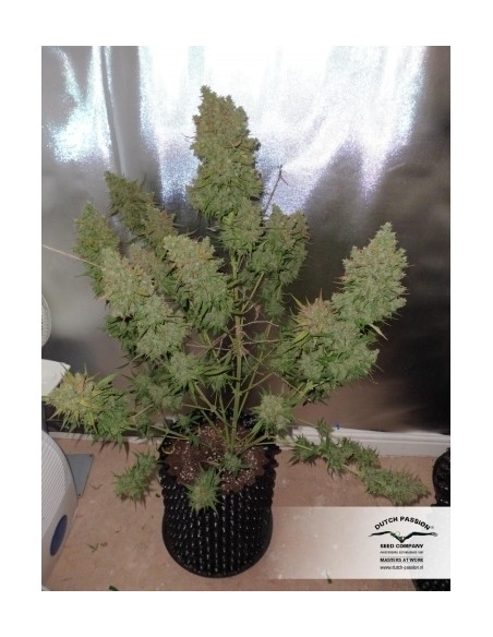 DUTCH PASSION - AUTO GLUEBERRY OG - 3 SEMI DUTCH PASSION - AUTO GLUEBERRY OG - 3 SEMI