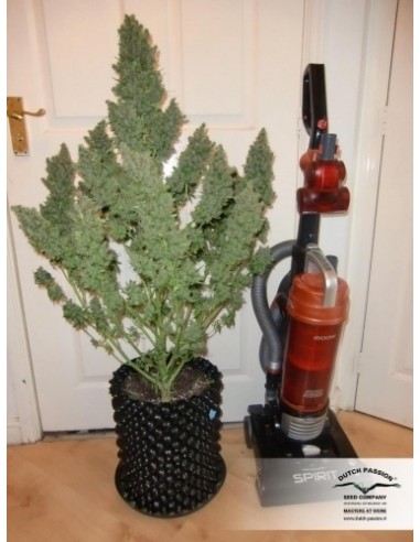 Dutch Passion - Ultimate - 3 Semi  Auto