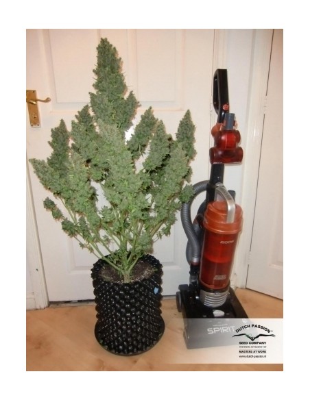 Dutch Passion - Ultimate - 3 Semi  Auto