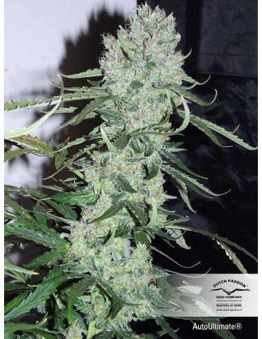 Dutch Passion - Ultimate - 3 Semi  Auto