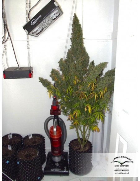 Dutch Passion - Ultimate - 3 Semi  Auto