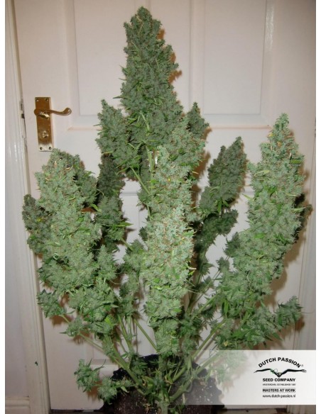 Dutch Passion - Ultimate - 3 Semi  Auto