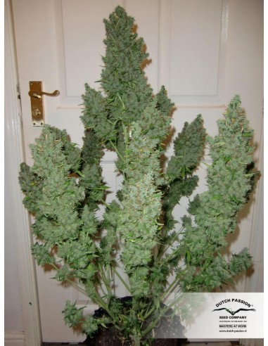 Dutch Passion - Auto Ultimate - 7 Semi