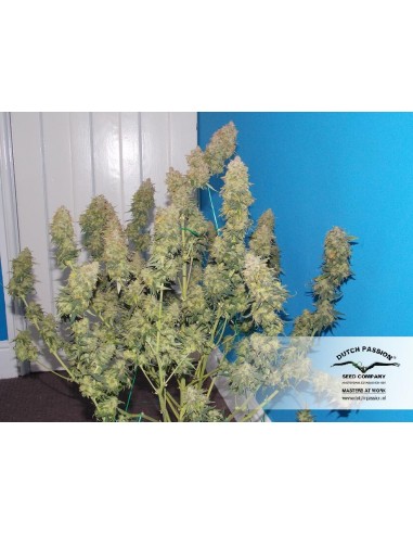 Dutch Passion - White Widow - 3 Semi Auto