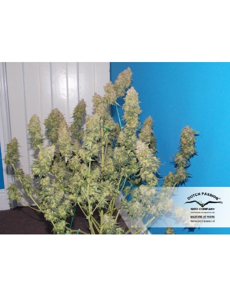 Dutch Passion - White Widow - 3 Semi Auto