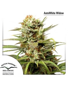 Dutch Passion - White Widow - 7 Semi Auto
