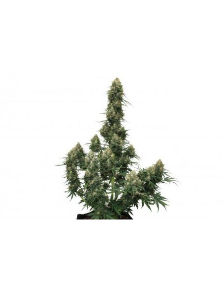 Auto Blueberry - 7 Semi - Dutch Passion