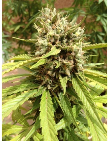 Auto Blueberry - 7 Semi - Dutch Passion