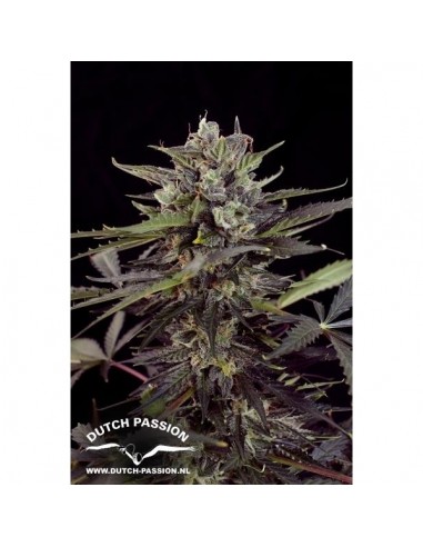 Auto Blueberry - 7 Semi - Dutch Passion