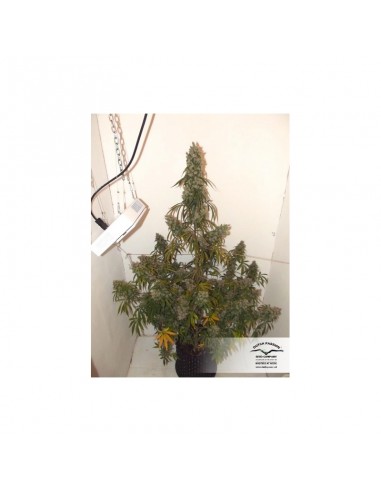 DUTCH PASSION - AUTO EUFORIA FEMMINIZZATA - 3 SEMI