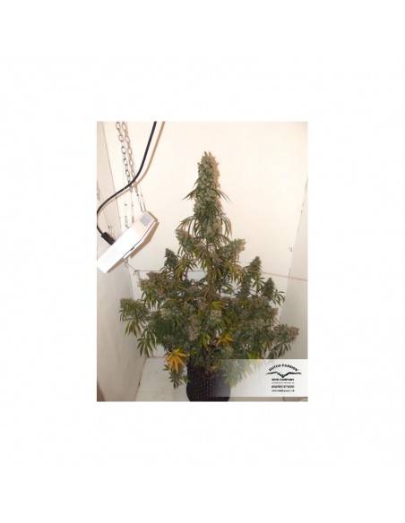 DUTCH PASSION - AUTO EUFORIA FEMMINIZZATA - 3 SEMI