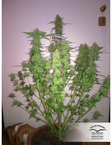 DUTCH PASSION - AUTO EUFORIA FEMMINIZZATA - 3 SEMI