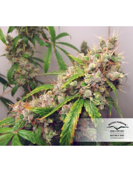 DUTCH PASSION - AUTO EUFORIA FEMMINIZZATA - 3 SEMI
