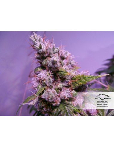 Dutch Passion - Euforia Auto - 7 Semi