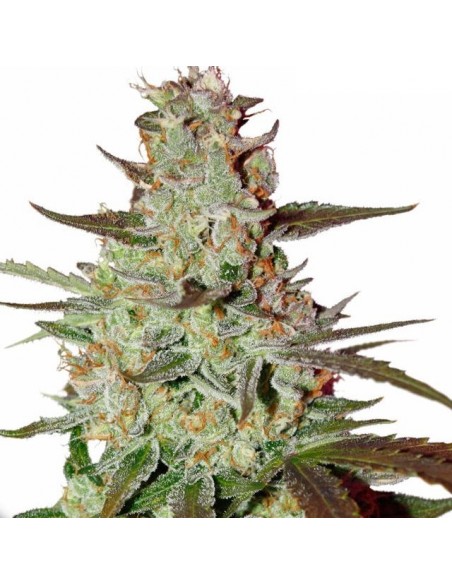 DUTCH PASSION - BLUE AUTOMAZAR - 3 SEMI