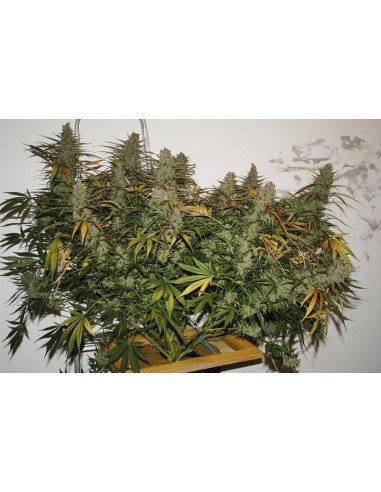 DUTCH PASSION - BLUE AUTOMAZAR - 7 SEMI