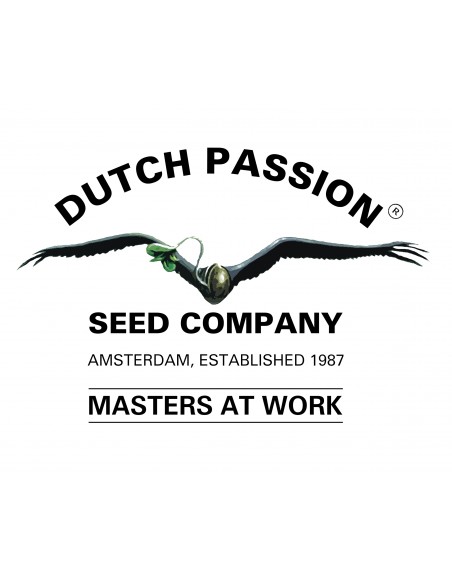 DUTCH PASSION - CBD AUTO COMPASSION LIME - 7 SEMI DUTCH PASSION - CBD AUTO COMPASSION LIME - 7 SEMI