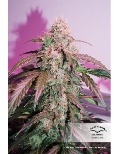 DUTCH PASSION - CBD AUTO COMPASSION LIME - 7 SEMI
