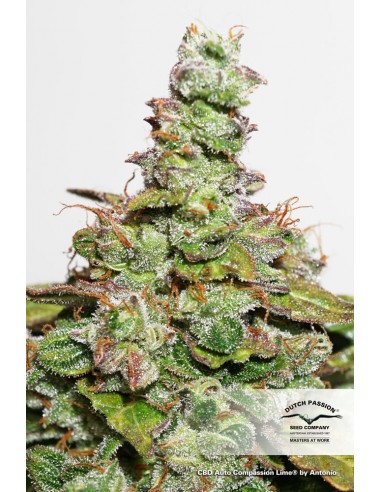 DUTCH PASSION - CBD AUTO COMPASSION LIME - 7 SEMI