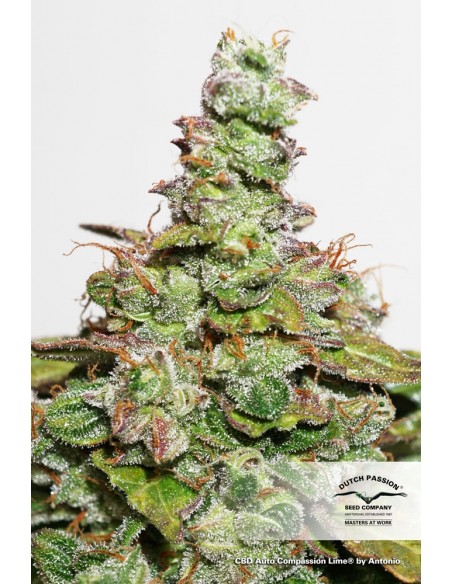 DUTCH PASSION - CBD AUTO COMPASSION LIME - 7 SEMI DUTCH PASSION - CBD AUTO COMPASSION LIME - 7 SEMI