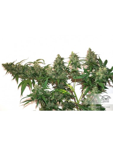DUTCH PASSION - CBD AUTO COMPASSION LIME - 7 SEMI